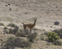 Lama guanicoe