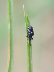 Hispellinus multispinosus