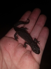 Triturus cristatus