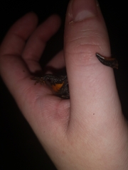 Triturus cristatus