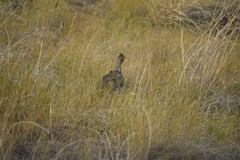 Tympanuchus phasianellus