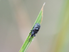 Hispellinus multispinosus