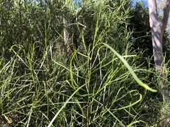 Dodonaea stenophylla