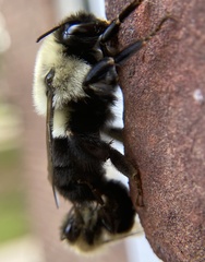 Bombus impatiens