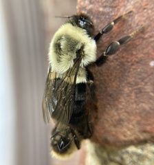 Bombus impatiens