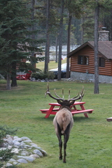 Cervus canadensis canadensis