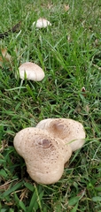 Chlorophyllum molybdites
