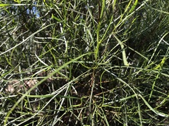 Dodonaea stenophylla