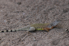 Callisaurus draconoides