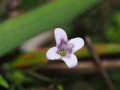Houstonia