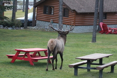 Cervus canadensis canadensis