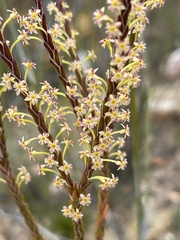 Struthiola parviflora