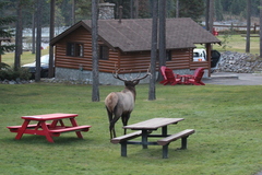 Cervus canadensis canadensis