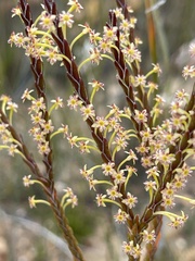 Struthiola parviflora