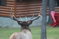 Cervus canadensis canadensis