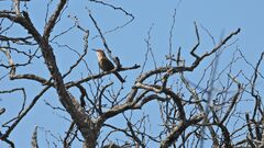 Tarphonomus certhioides