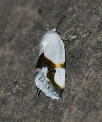Ponometia dorneri