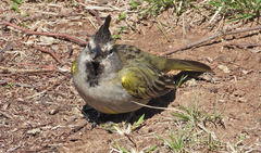 Gubernatrix cristata