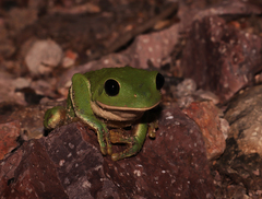 Agalychnis dacnicolor