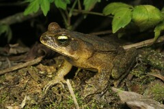 Rhinella ornata