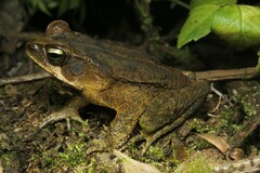 Rhinella ornata