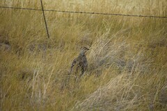 Tympanuchus phasianellus