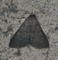 Bleptina flaviguttalis