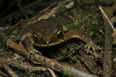 Rhinella ornata