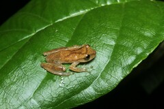 Dendropsophus berthalutzae