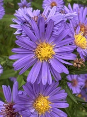 Aster flaccidus