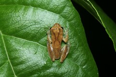 Dendropsophus berthalutzae