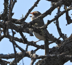 Cyclarhis gujanensis