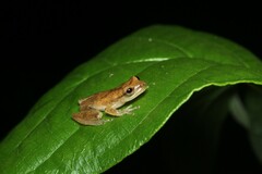 Dendropsophus berthalutzae