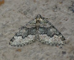 Euphyia swetti