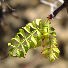 Erythrophysa alata