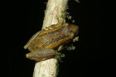 Scinax tymbamirim