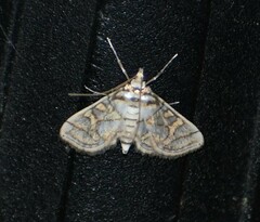 Pseudopyrausta santatalis