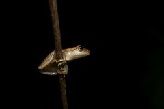 Dendropsophus berthalutzae