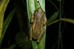 Scinax tymbamirim