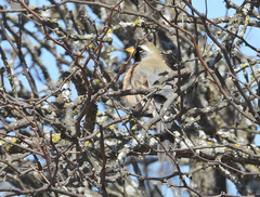 Saltatricula multicolor