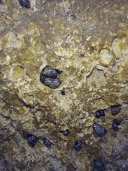 Littorininae