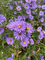 Aster flaccidus