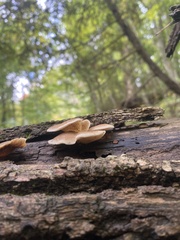 Crepidotus crocophyllus
