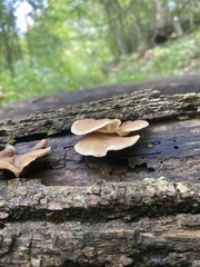 Crepidotus crocophyllus