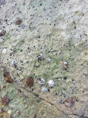 Littorininae