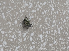 Zygogramma signatipennis