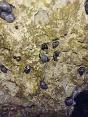 Littorininae