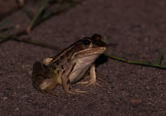 Lithobates forreri