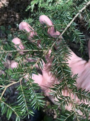 Tsuga caroliniana