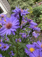 Aster flaccidus